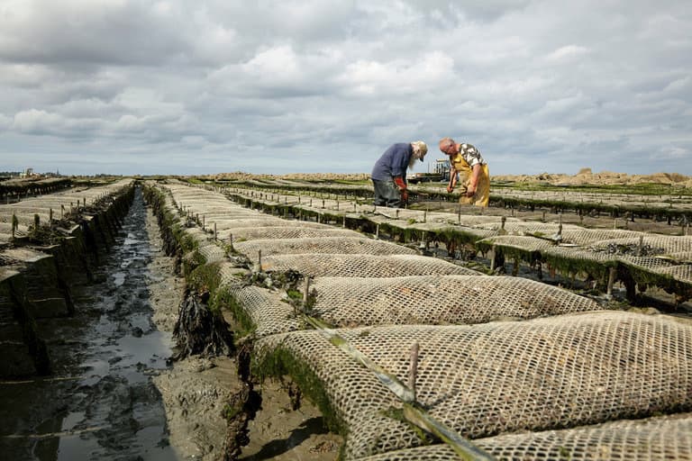 Matto Traiteur, engagé envers les produits de la mer, pêche durable et raisonnée, huitre bretonne, poisson côtes françaises